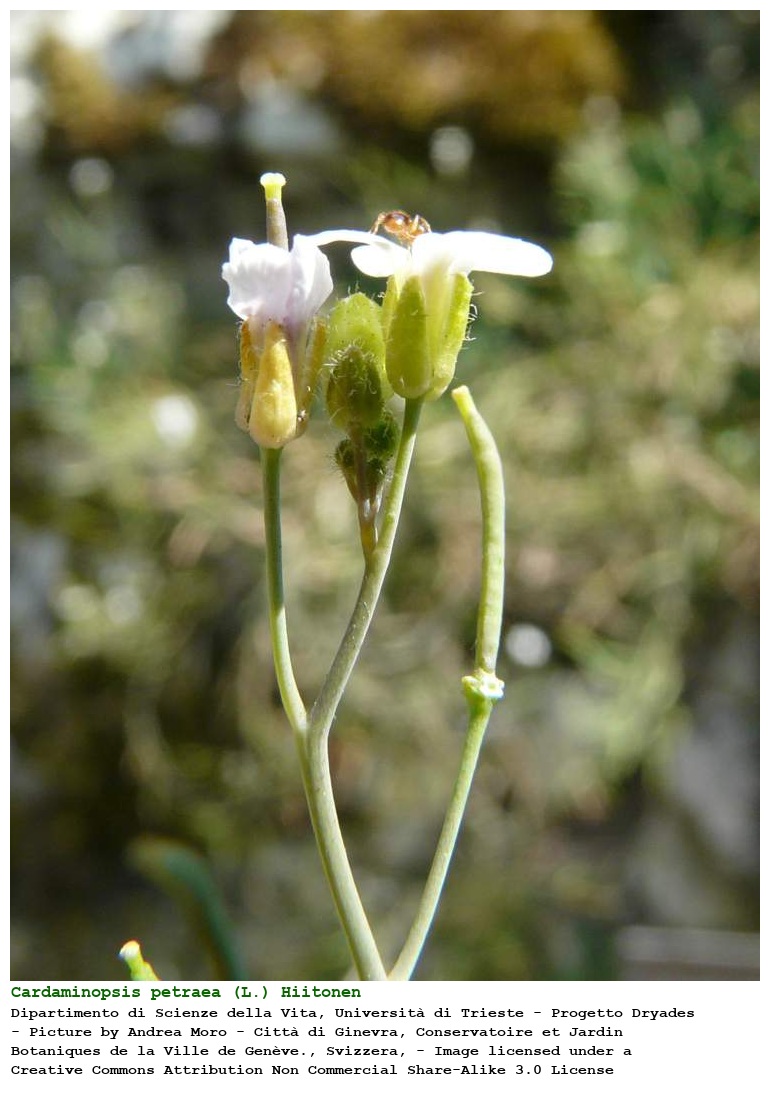 Cardaminopsis petraea (L.) Hiitonen